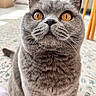 amber_eyes, animal, carpet, cat, close_up, curious, cute, domestic_cat, feline, floor, fur_texture, gray_fur, household, indoor, pet, portrait, sitting, tabby, whiskers, wooden_furniture