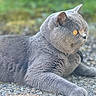 amber_eyes, animal, cat, closeup, cute, domestic_cat, eyes, feline, fur, gravel, gray_cat, lying_down, mammal, nature, outdoor, pet, portrait, relaxed, soft_focus, whiskers