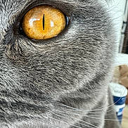 Trésor participe au concours pour gagner de l'argent avec cette photo : animal, cat, close_up, cute, detail, domestic_cat, eye, face, feline, fur_texture, golden_eye, grey_fur, macro, mystery, natural_light, pet, portrait, sharp_focus, whiskers, wildlife