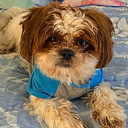 Gizmo joined the competition — help win amazing prizes! animal, bed, blanket, blue, brown, close_up, companion, cozy, cute, dog, fluffy, fur, indoor, laying_down, pet, portrait, quilt, shirt, small_dog, white