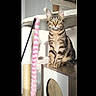 cat, tabby, kitten, pet, animal, sitting, portrait, wide_eyed, whiskers, ears, striped_fur, brown_fur, green_eyes, cat_tree, scratching_post, feather_toy, indoor, furniture, playful, photography