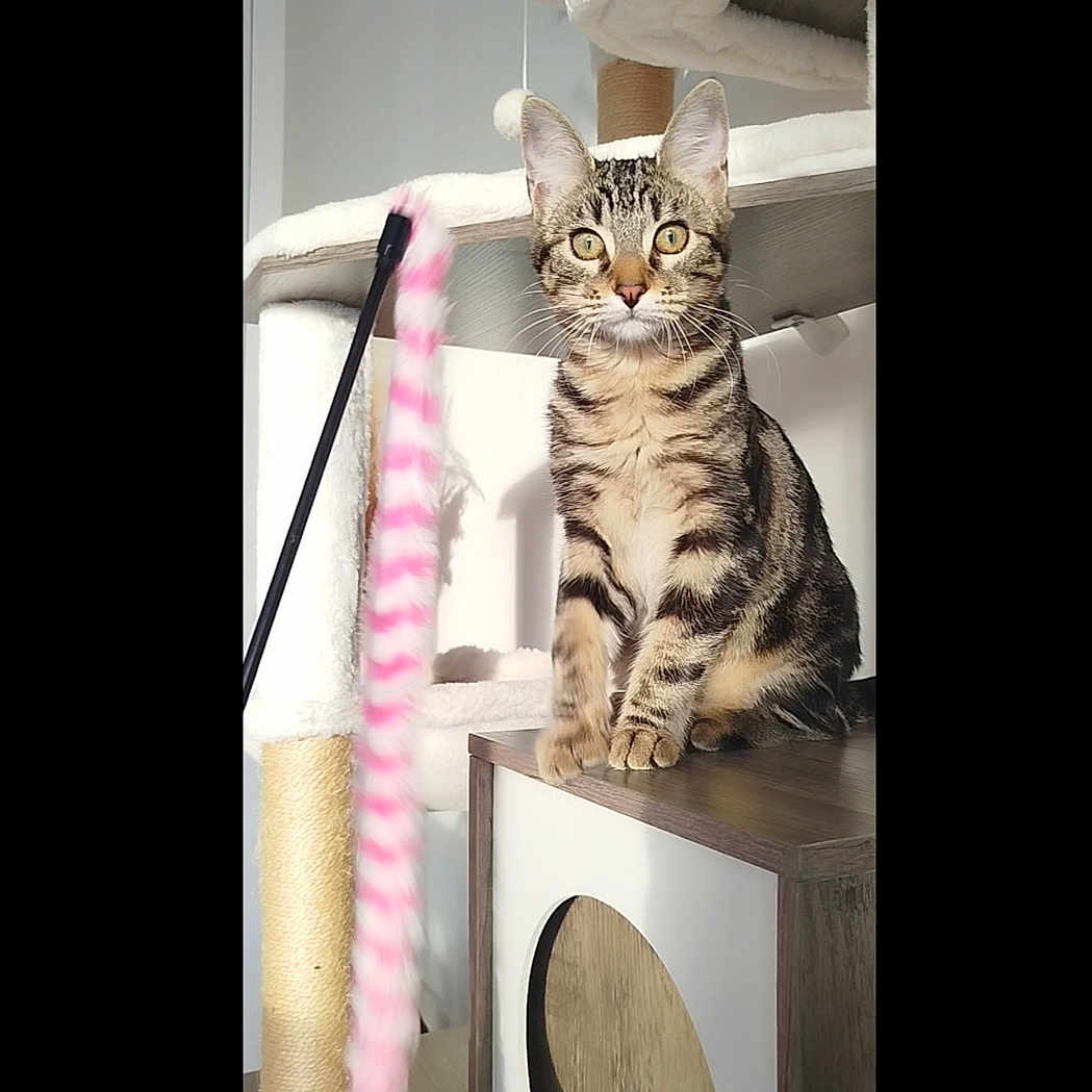Bulma a rejoint le concours — aidez-le/la à gagner de superbes lots ! cat, tabby, kitten, pet, animal, sitting, portrait, wide_eyed, whiskers, ears, striped_fur, brown_fur, green_eyes, cat_tree, scratching_post, feather_toy, indoor, furniture, playful, photography