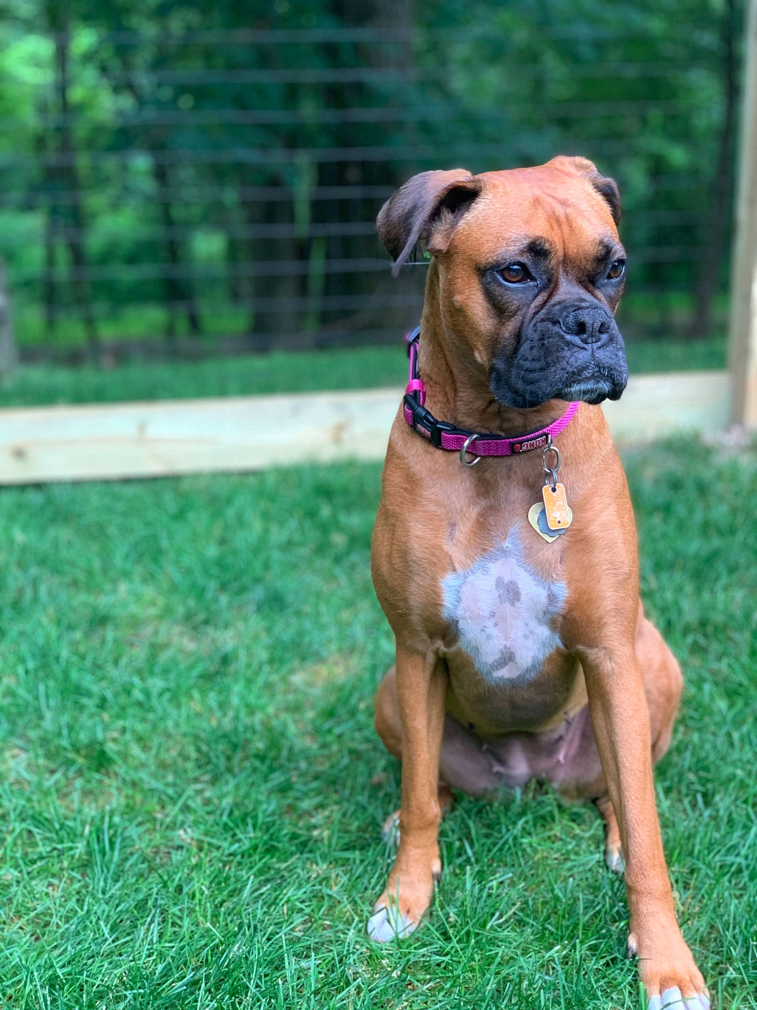 Stella is registered to the contest to win money with this photo: boxer, canidae, carnivore, collar, companion_dog, dog, dog_breed, dog_collar, dog_supply, fawn, fence, grass, liver, pet_supply, plant, snout, sporting_group, working_animal, working_dog, wrinkle