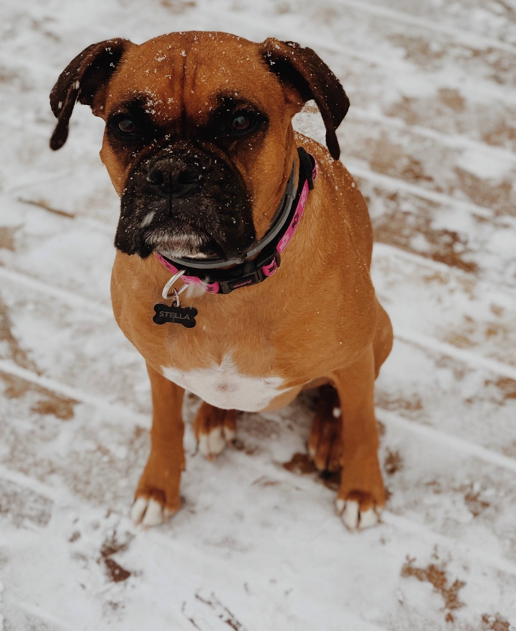 Stella joined the competition — help win amazing prizes! boxer, bulldog, carnivore, collar, companion_dog, dog, dog_breed, dog_collar, dog_supply, fawn, guard_dog, liver, pet_supply, plant, snout, snow, sporting_group, winter, working_animal, wrinkle