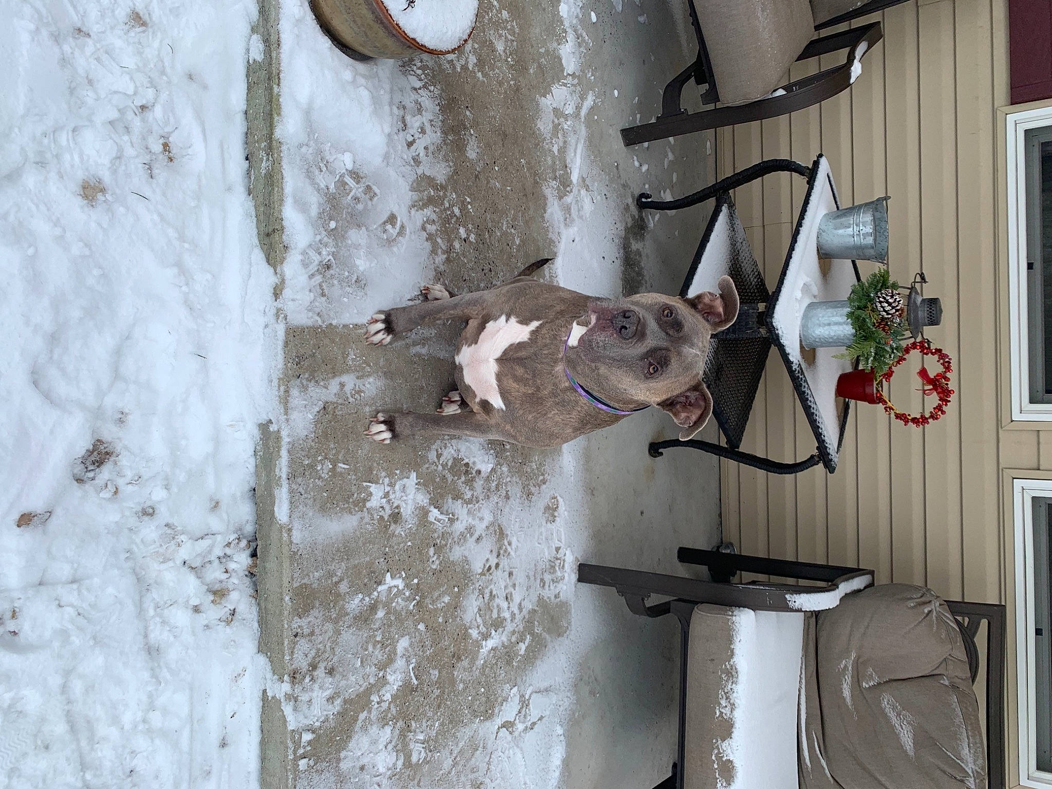 Darla is registered to the contest to win money with this photo: art, building, dog, door, electrical_supply, electrical_wiring, facade, grey, houseplant, metal, plant, plaster, room, sculpture, shelf, snow, visual_arts, wall, window, wood