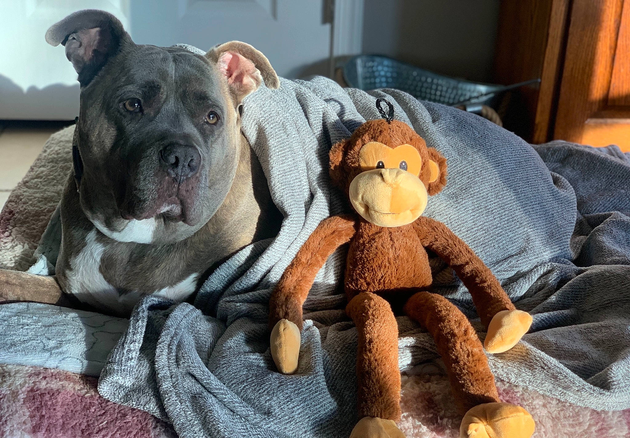Darla joined the competition — help win amazing prizes! baby_toys, bulldog, canidae, carnivore, comfort, companion_dog, dog, dog_breed, fawn, fur, linens, pet_supply, plush, room, stuffed_toy, teddy_bear, terrestrial_animal, toy, working_animal, wrinkle