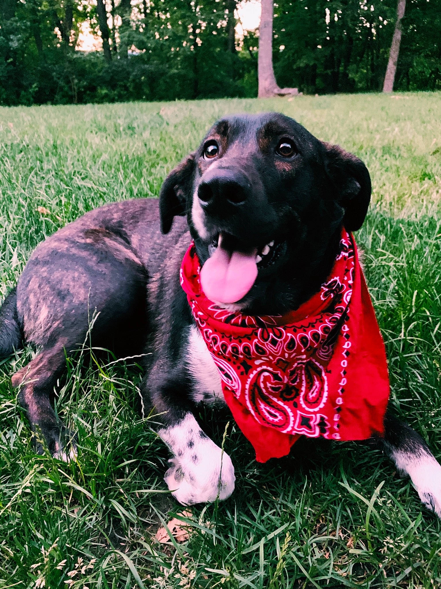 Remi is registered to the contest to win money with this photo: borador, canidae, carnivore, collar, companion_dog, dog, dog_breed, dog_collar, dog_supply, fawn, grass, guard_dog, gun_dog, leash, pet_supply, plant, snout, sporting_group, tree, working_animal