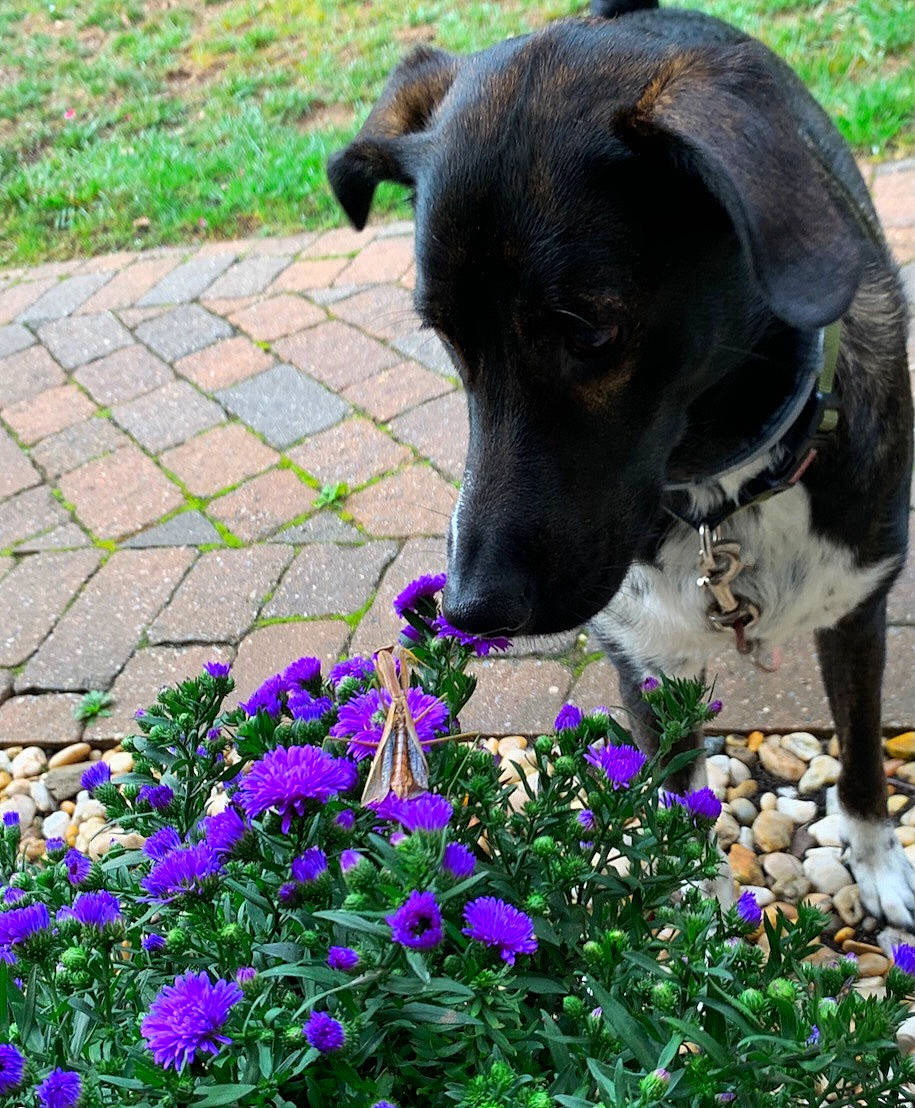 Remi joined the competition — help win amazing prizes! annual_plant, blue, botany, carnivore, collar, companion_dog, dog, dog_breed, dog_collar, flower, grass, green, groundcover, herbaceous_plant, leaf, petal, plant, purple, shrub, working_animal