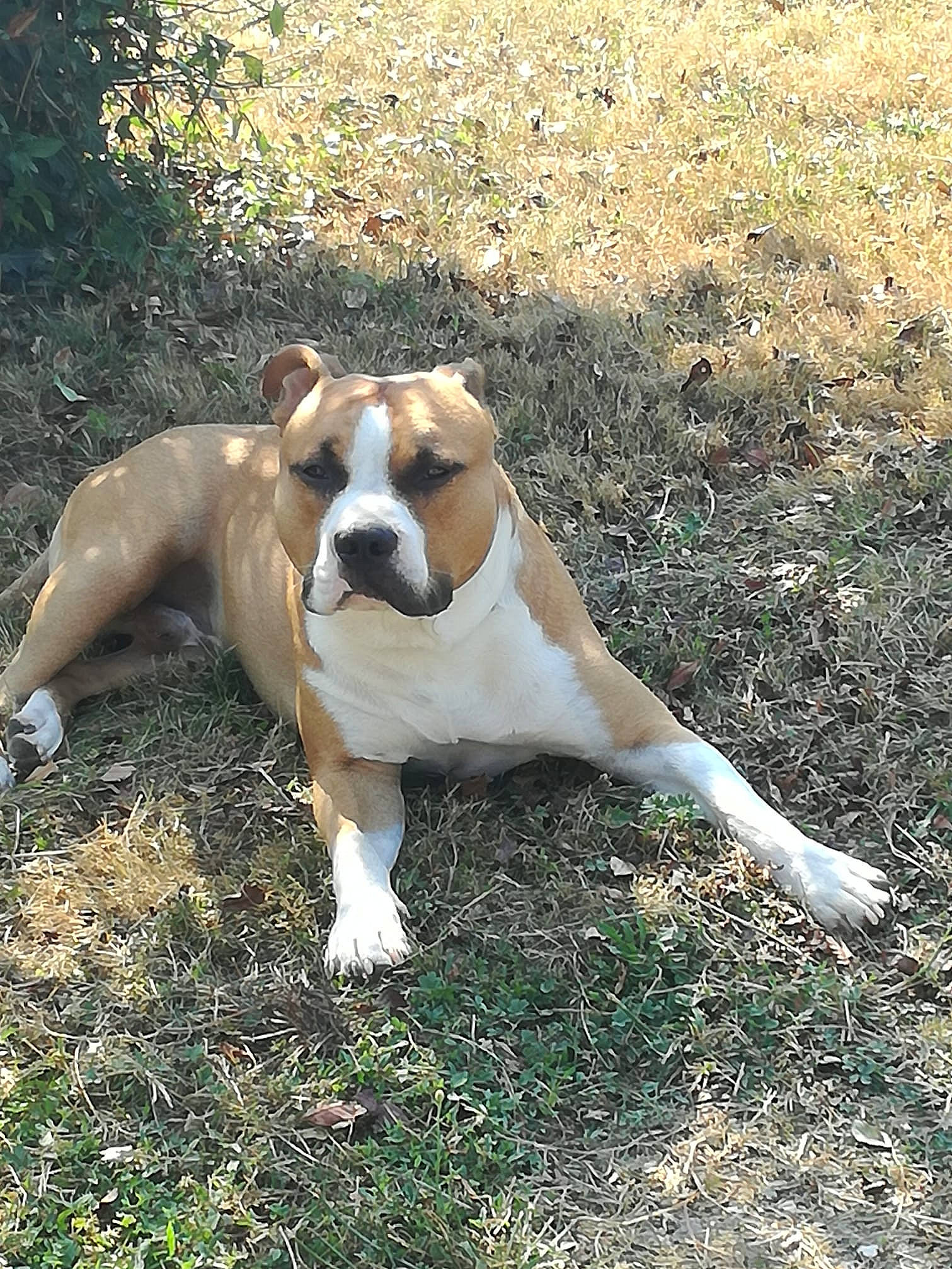 Kayer a rejoint le concours — aidez-le/la à gagner de superbes lots ! american_staffordshire_terrier, australian_bulldog, bulldog, canidae, carnivore, companion_dog, dog, dog_breed, dorset_olde_tyme_bulldogge, fawn, grass, mammal, non_sporting_group, old_english_bulldog, olde_english_bulldogge, rare_breed_dog, snout, sporting_group, valley_bulldog, vertebrate