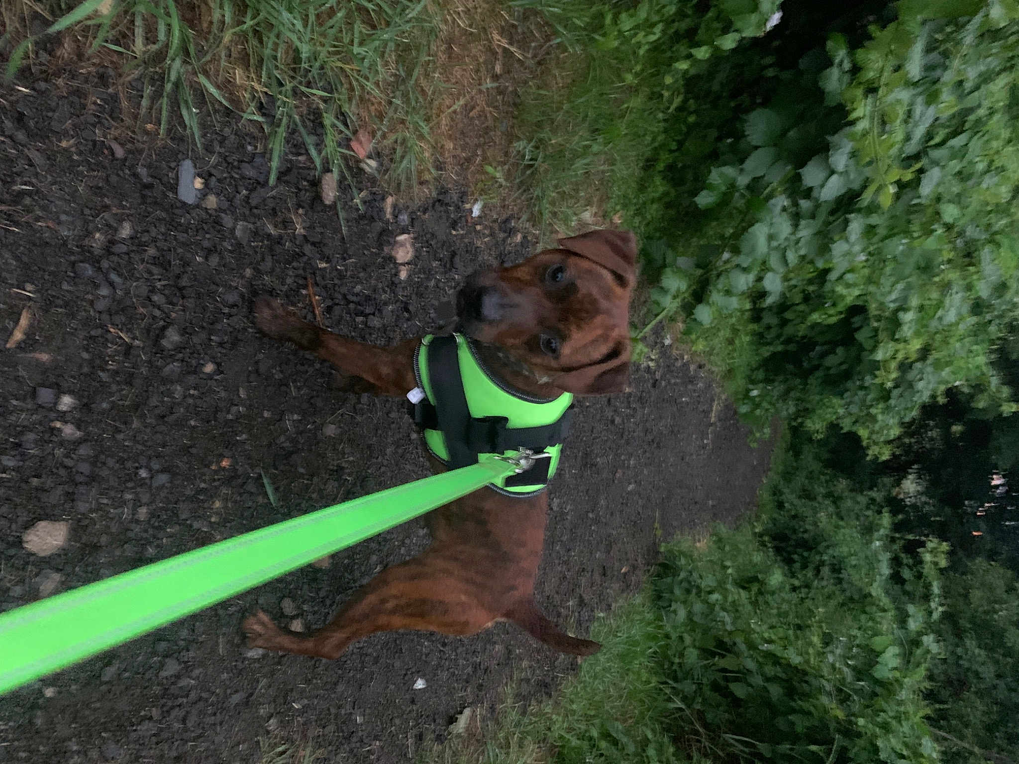 Tyson