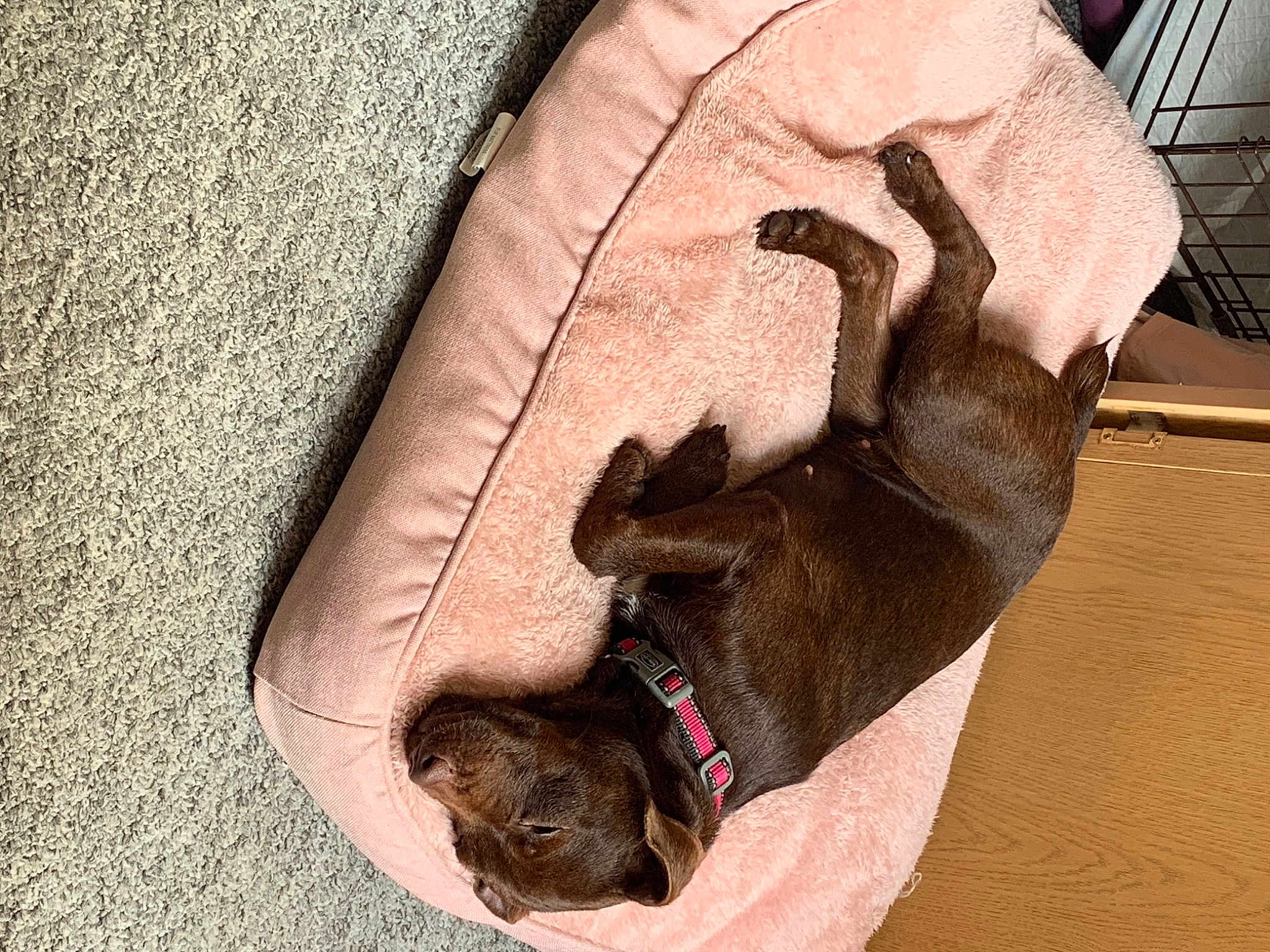 Coco-chanel