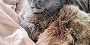 Lipsy participe au concours pour gagner de l'argent avec cette photo : animal, bed, blanket, cat, closeup, comfort, cozy, cute, domestic_cat, fluffy, fur, gray_cat, indoor, peaceful, pet, relaxed, resting, sleeping, soft, whiskers