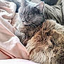 animal, bed, blanket, cat, closeup, comfort, cozy, cute, domestic_cat, fluffy, fur, gray_cat, indoor, peaceful, pet, relaxed, resting, sleeping, soft, whiskers