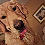 dog, golden_retriever, tongue_out, close_up, indoor, pet, canine, fur, cute, animal, playful, portrait, muzzle, ears, collar, tag, friendly, domestic, house, wall