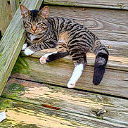 Dappers is registered to the contest to win money with this photo: cat, tabby, white_paws, wooden_steps, outdoor, relaxed, resting, feline, pet, animal, striped, tail, nature, daylight, closeup, wood_texture, stairs, sleepy, calm, domestic_cat