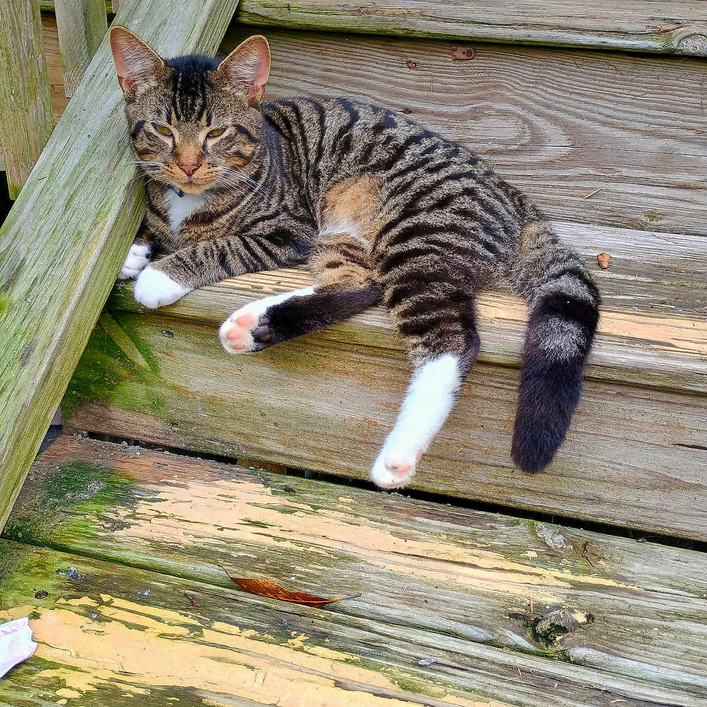 Dappers is registered to the contest to win money with this photo: animal, calm, cat, closeup, daylight, domestic_cat, feline, nature, outdoor, pet, relaxed, resting, sleepy, stairs, striped, tabby, tail, white_paws, wood_texture, wooden_steps