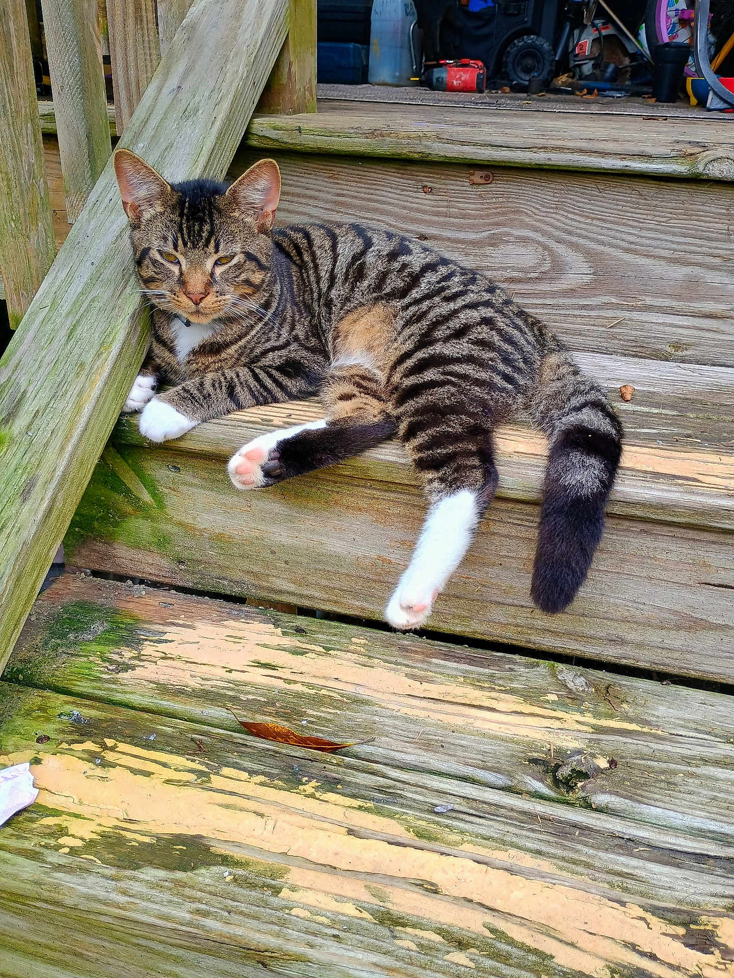 Dappers is registered to the contest to win money with this photo: cat, tabby, white_paws, wooden_steps, outdoor, relaxed, resting, feline, pet, animal, striped, tail, nature, daylight, closeup, wood_texture, stairs, sleepy, calm, domestic_cat