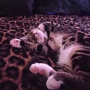 Tigger is registered to the contest to win money with this photo: cat, tabby, sleeping, paws, blanket, leopard_print, fur, cozy, indoor, resting, pet, animal, cute, whiskers, pink_paws, striped, relaxing, soft, domestic_cat, bed