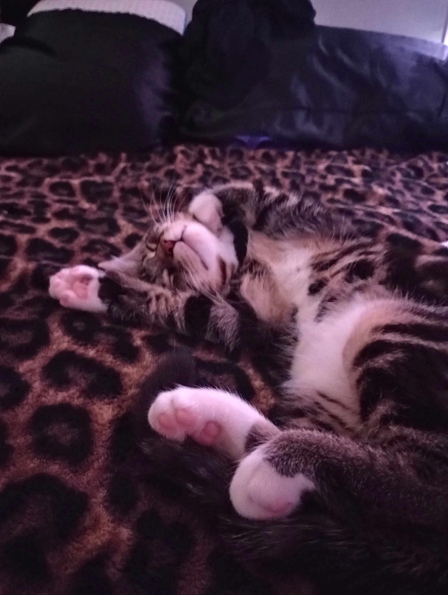 Tigger