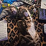 Tigger is registered to the contest to win money with this photo: aromatherapy_box, blanket, cat, closeup, cozy, domestic_animal, feline, fur, household_items, indoor, leopard_print, paws, pet, receipt, relaxed, resting, sleeping, soda_can, soft, tabby