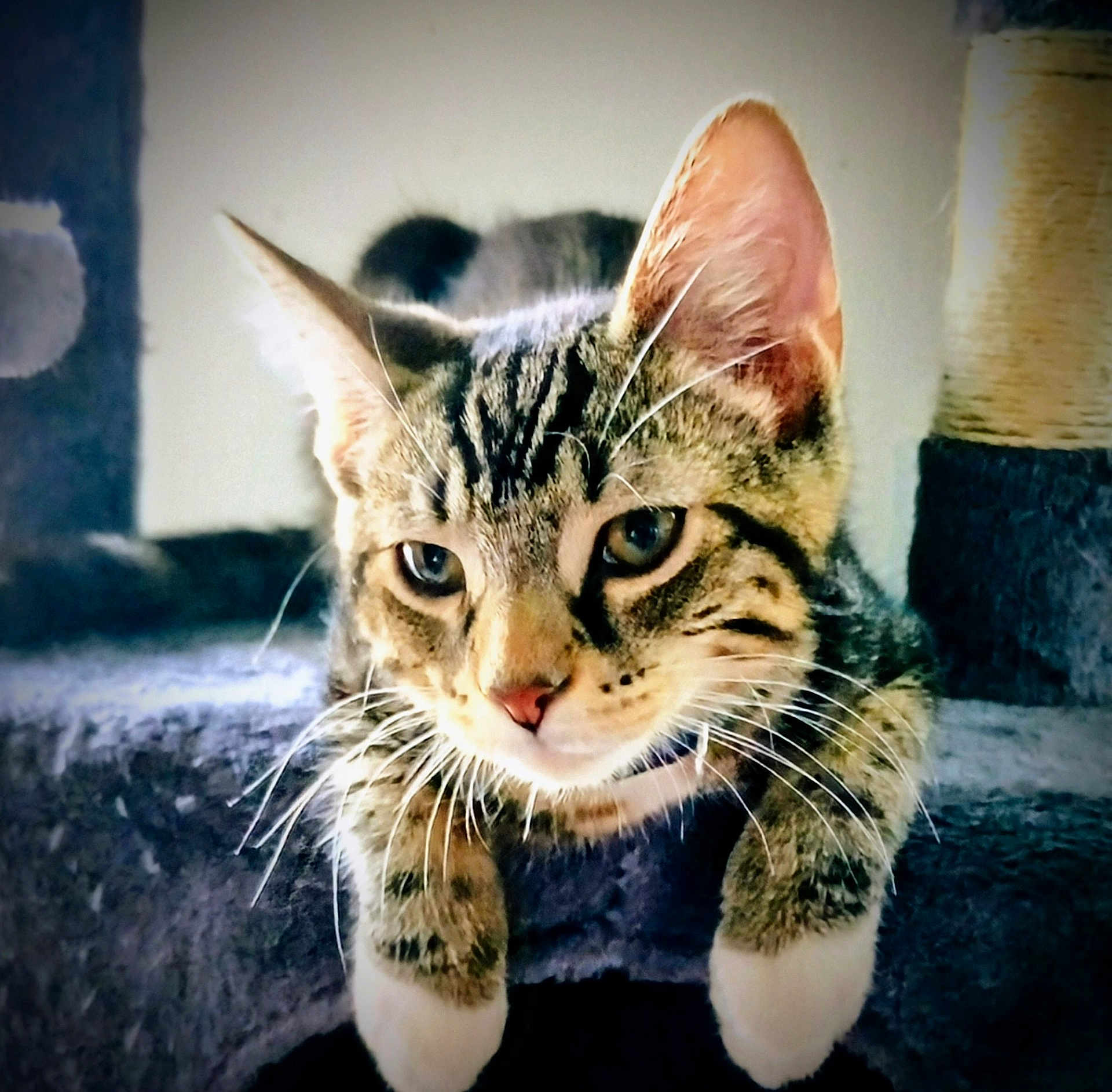 Tigger