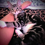 Tigger is registered to the contest to win money with this photo: animal, blanket, cat, comfort, cozy, cute, domestic, feline, fur, human, indoor, leg, leopard_print, pattern, paws, pet, relaxed, resting, tabby, whiskers