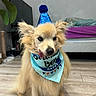 dog, party_hat, bandana, birthday, indoor, floor, bed, television, tongue_out, fluffy, pet, celebration, canine, cute, animal, furry, home, living_room, decor, sitting