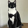 Jesse is registered to the contest to win money with this photo: cat, tuxedo_cat, black_and_white, green_eyes, sitting, portrait, pet, indoor, wooden_cabinet, furniture, home, wall, floor, paws, ears, whiskers, short_hair, formal_pose, centered_subject, animal_photography