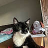 Jesse joined the competition — help win amazing prizes! cat, tuxedo_cat, black_and_white, feline, pet, whiskers, green_eyes, sitting, indoor, bedroom, desk, window, sunlight, plush_toy, dog_toy, perfume_bottle, blanket, furniture, portrait, relaxed