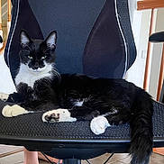 Jesse is registered to the contest to win money with this photo: cat, tuxedo_cat, black_and_white, pet, animal, feline, green_eyes, whiskers, fluffy_tail, paws, lounging, sitting, office_chair, chair, indoor, home, tile_floor, relaxed, portrait, cute