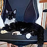 cat, tuxedo_cat, black_and_white, pet, animal, feline, green_eyes, whiskers, fluffy_tail, paws, lounging, sitting, office_chair, chair, indoor, home, tile_floor, relaxed, portrait, cute