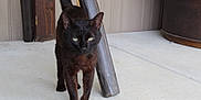 Ashley is registered to the contest to win money with this photo: animal, black_cat, cat, close_up, concrete_floor, container, curious, domestic_animal, ears, feline, four_legs, green_eyes, indoor, mammal, pet, side_view, tail, walking, whiskers, wooden_post