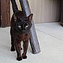 animal, black_cat, cat, close_up, concrete_floor, container, curious, domestic_animal, ears, feline, four_legs, green_eyes, indoor, mammal, pet, side_view, tail, walking, whiskers, wooden_post