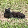 Ashley joined the competition — help win amazing prizes! animal, black_cat, cat, daylight, ears, feline, grass, greenery, ground, lying_down, mammal, nature, outdoor, peaceful, pet, relaxed, resting, sleeping, whiskers, wildlife