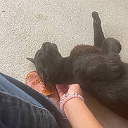Ashley joined the competition — help win amazing prizes! animal, black_cat, bracelet, casual, cat, closeup, feline, floor, footwear, hand, human, indoor, jeans, paw, pet, petting, relaxing, resting, sandal, texture