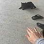 Ashley joined the competition — help win amazing prizes! animal, black_cat, boot, bracelet, casual, cat, concrete, daylight, flip_flops, floor, footwear, gray_sleeve, hand, human_hand, outdoor, pavement, pet, reaching_hand, resting_cat, shadow