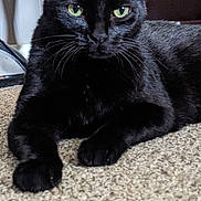 Marli joined the competition — help win amazing prizes! black_cat, cat, pet, feline, green_eyes, whiskers, ears, fur, animal, mammal, lying_down, relaxed, alert, portrait, indoor, carpet, floor, chair, home, closeup