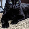black_cat, cat, pet, feline, green_eyes, whiskers, ears, fur, animal, mammal, lying_down, relaxed, alert, portrait, indoor, carpet, floor, chair, home, closeup