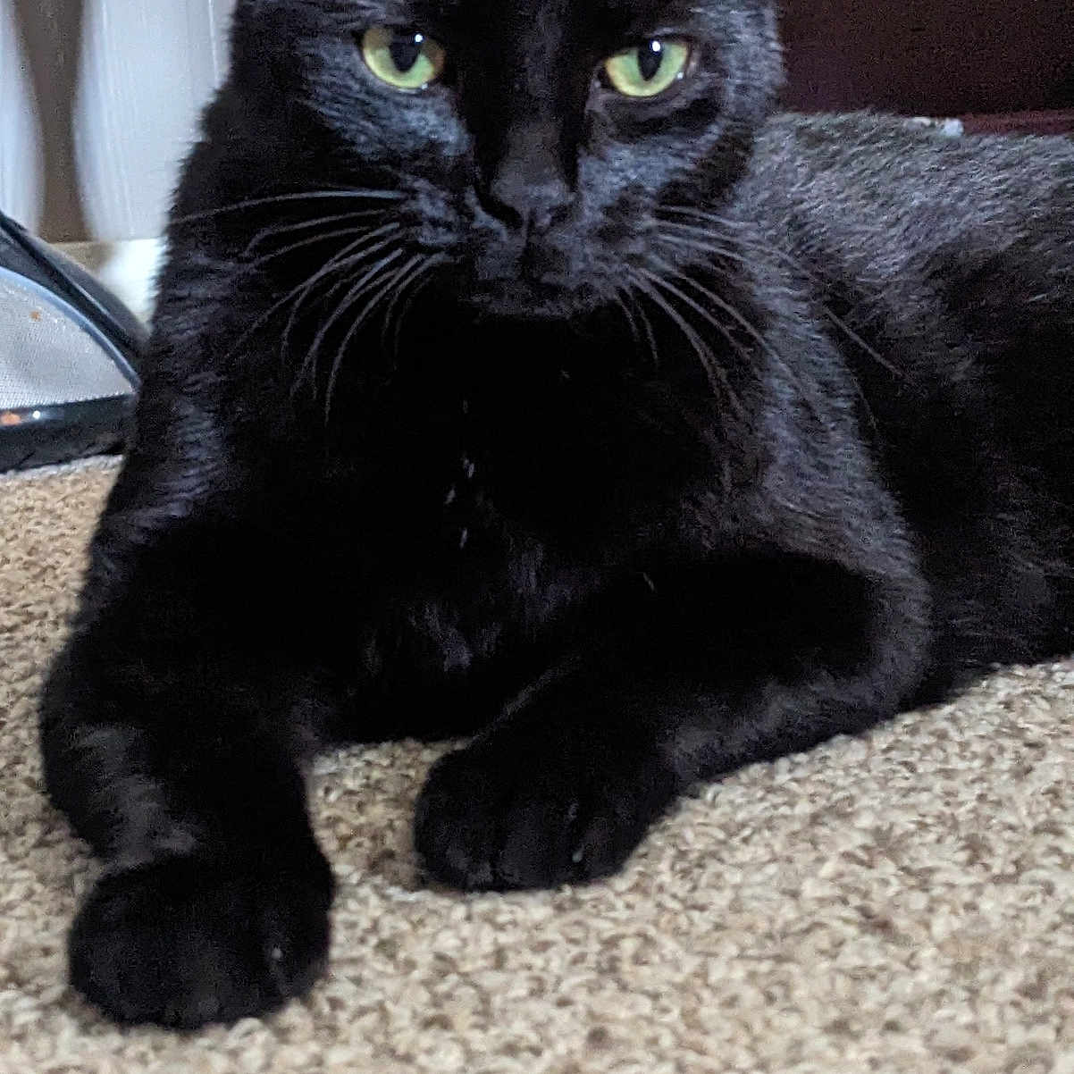 Marli joined the competition — help win amazing prizes! black_cat, cat, pet, feline, green_eyes, whiskers, ears, fur, animal, mammal, lying_down, relaxed, alert, portrait, indoor, carpet, floor, chair, home, closeup