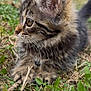 kitten, tabby, cat, animal, grass, outdoor, nature, fur, whiskers, ears, young, pet, closeup, portrait, mammal, cute, feline, small, focus, wildlife