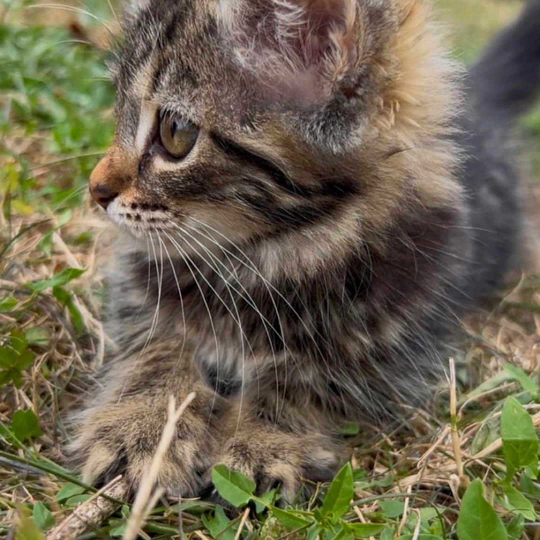Princesse a rejoint le concours — aidez-le/la à gagner de superbes lots ! animal, cat, closeup, cute, ears, feline, focus, fur, grass, kitten, mammal, nature, outdoor, pet, portrait, small, tabby, whiskers, wildlife, young