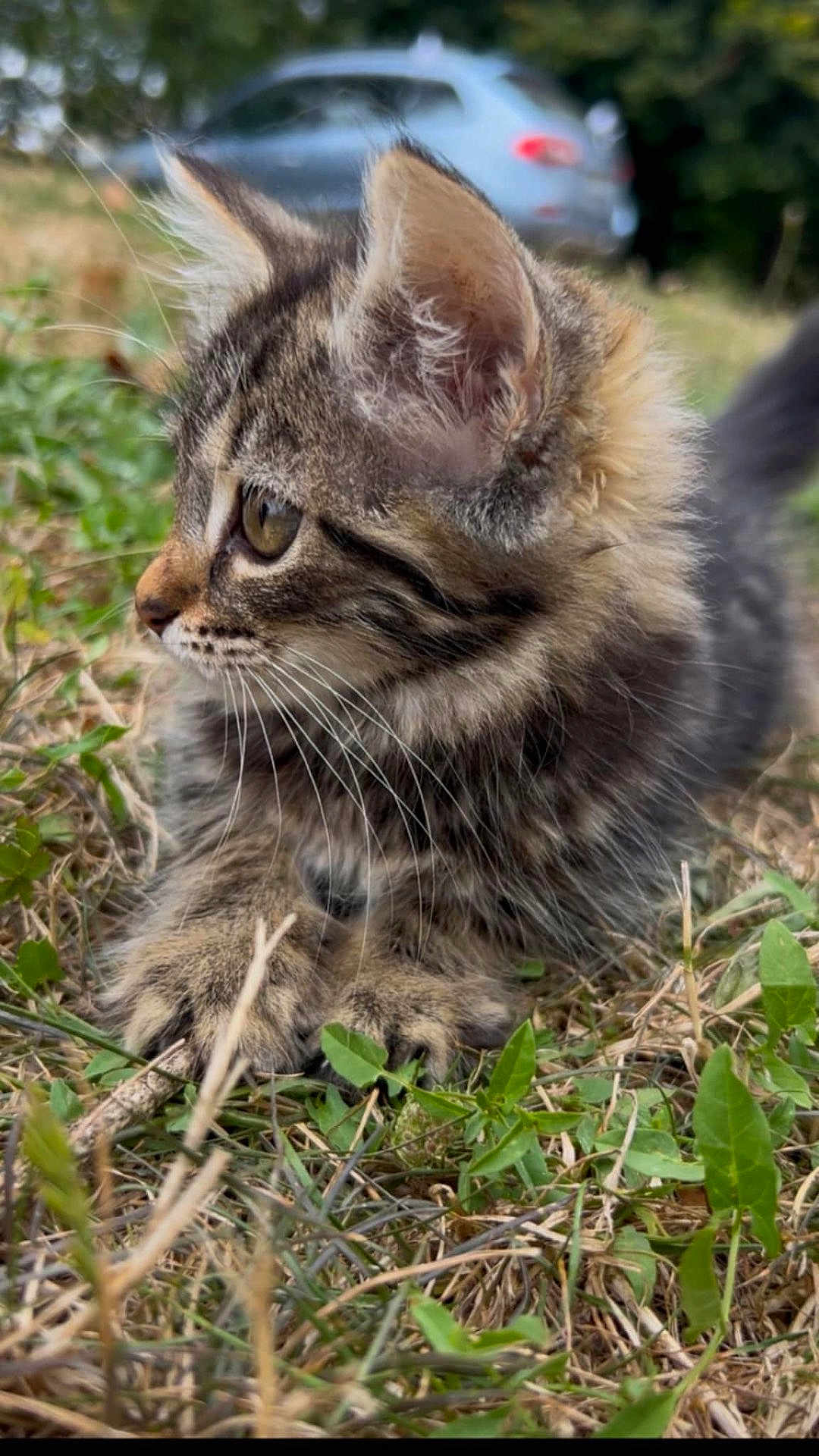Princesse a rejoint le concours — aidez-le/la à gagner de superbes lots ! kitten, tabby, cat, animal, grass, outdoor, nature, fur, whiskers, ears, young, pet, closeup, portrait, mammal, cute, feline, small, focus, wildlife