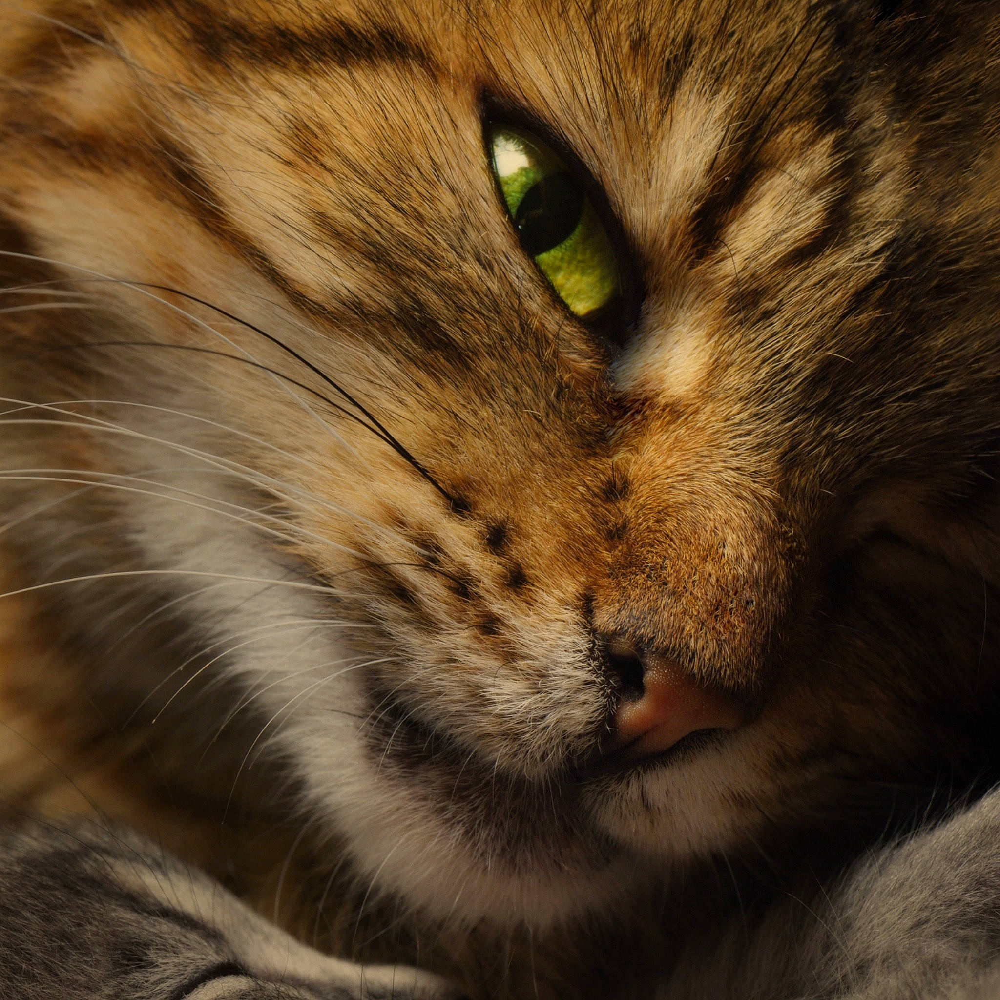 Pomponette a rejoint le concours — aidez-le/la à gagner de superbes lots ! carnivore, cat, domestic_short_haired_cat, felidae, fur, grass, iris, paw, siberian, small_to_medium_sized_cats, snout, terrestrial_animal, tree, whiskers, wildlife