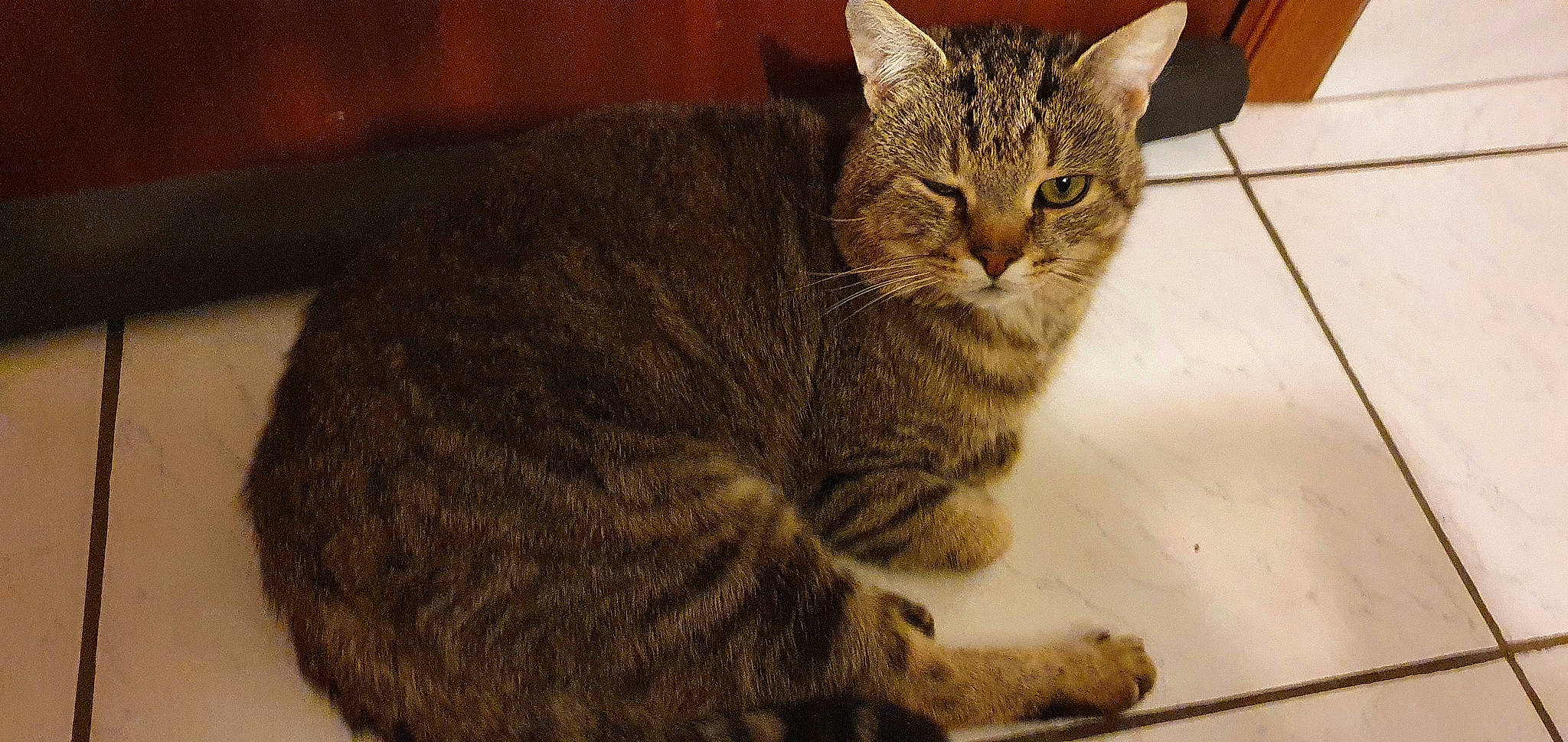 Pomponette participe au concours pour gagner de l'argent avec cette photo : carnivore, cat, claw, domestic_short_haired_cat, felidae, fur, paw, sitting, small_to_medium_sized_cats, snout, tail, terrestrial_animal, whiskers, wildlife