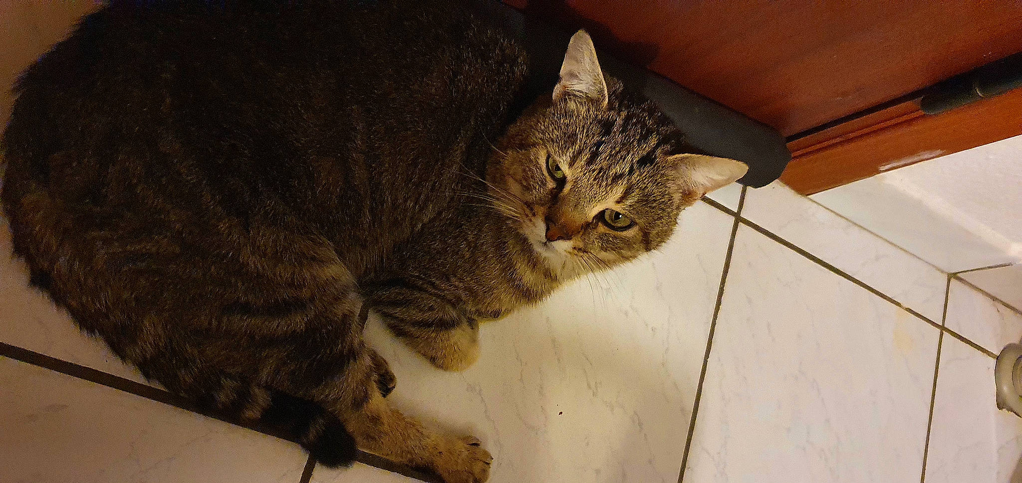 Pomponette a rejoint le concours — aidez-le/la à gagner de superbes lots ! carnivore, cat, claw, domestic_short_haired_cat, felidae, flooring, fur, hardwood, paw, small_to_medium_sized_cats, snout, tail, terrestrial_animal, tile_flooring, whiskers, wood