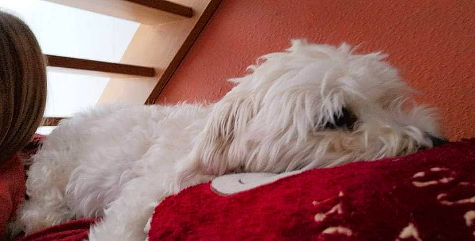 Calinne a rejoint le concours — aidez-le/la à gagner de superbes lots ! canidae, carmine, carnivore, comfort, companion_dog, couch, dog, dog_breed, dog_collar, dog_supply, fur, linens, non_sporting_group, small_terrier, snout, sporting_group, tail, terrier, toy_dog, working_animal