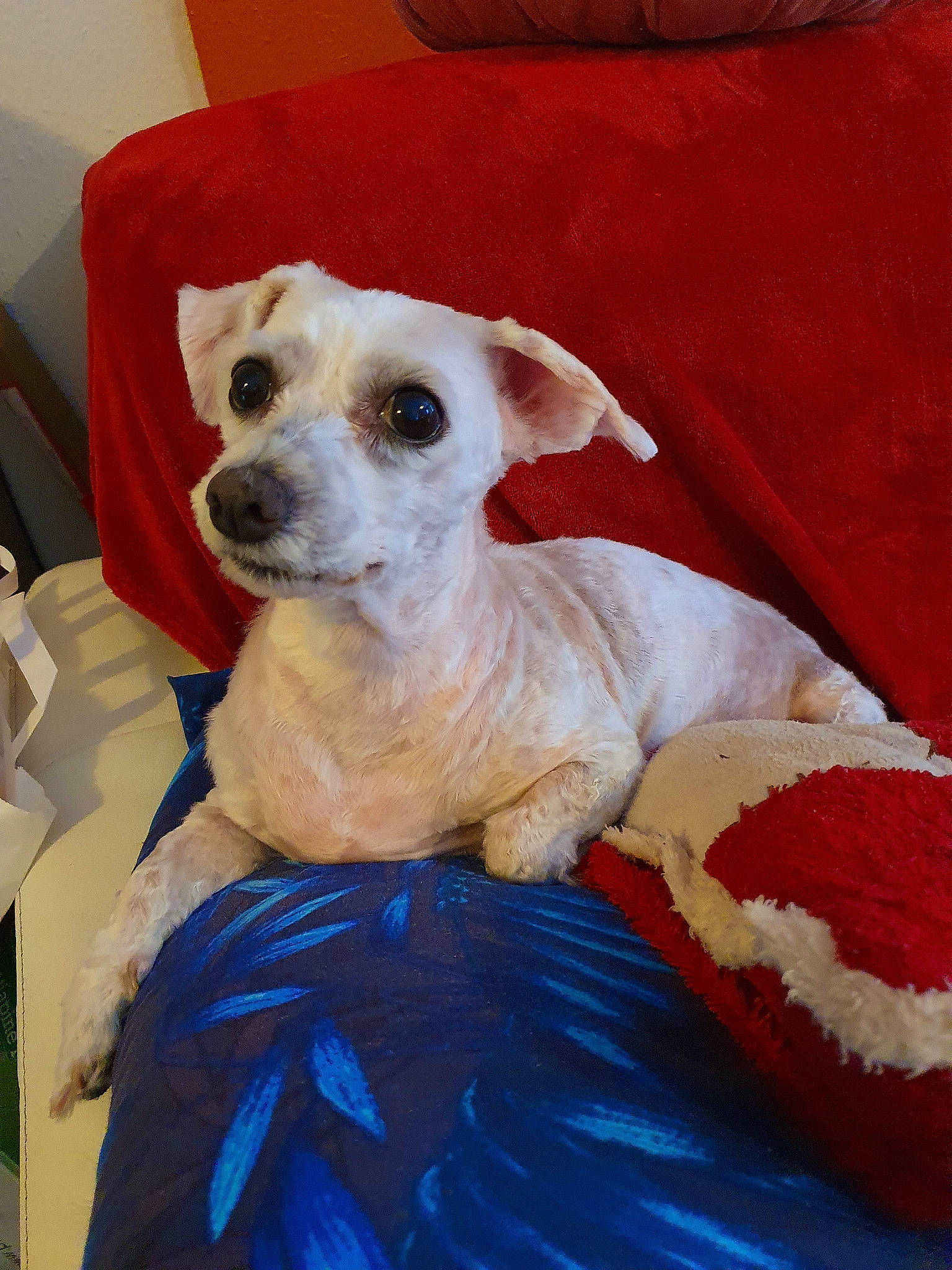 Calinne participe au concours pour gagner de l'argent avec cette photo : art, canidae, carnivore, chair, comfort, companion_dog, couch, dog, dog_breed, dog_clothes, dog_supply, fawn, fur, furniture, pet_supply, snout, sporting_group, toy_dog, whiskers, working_animal