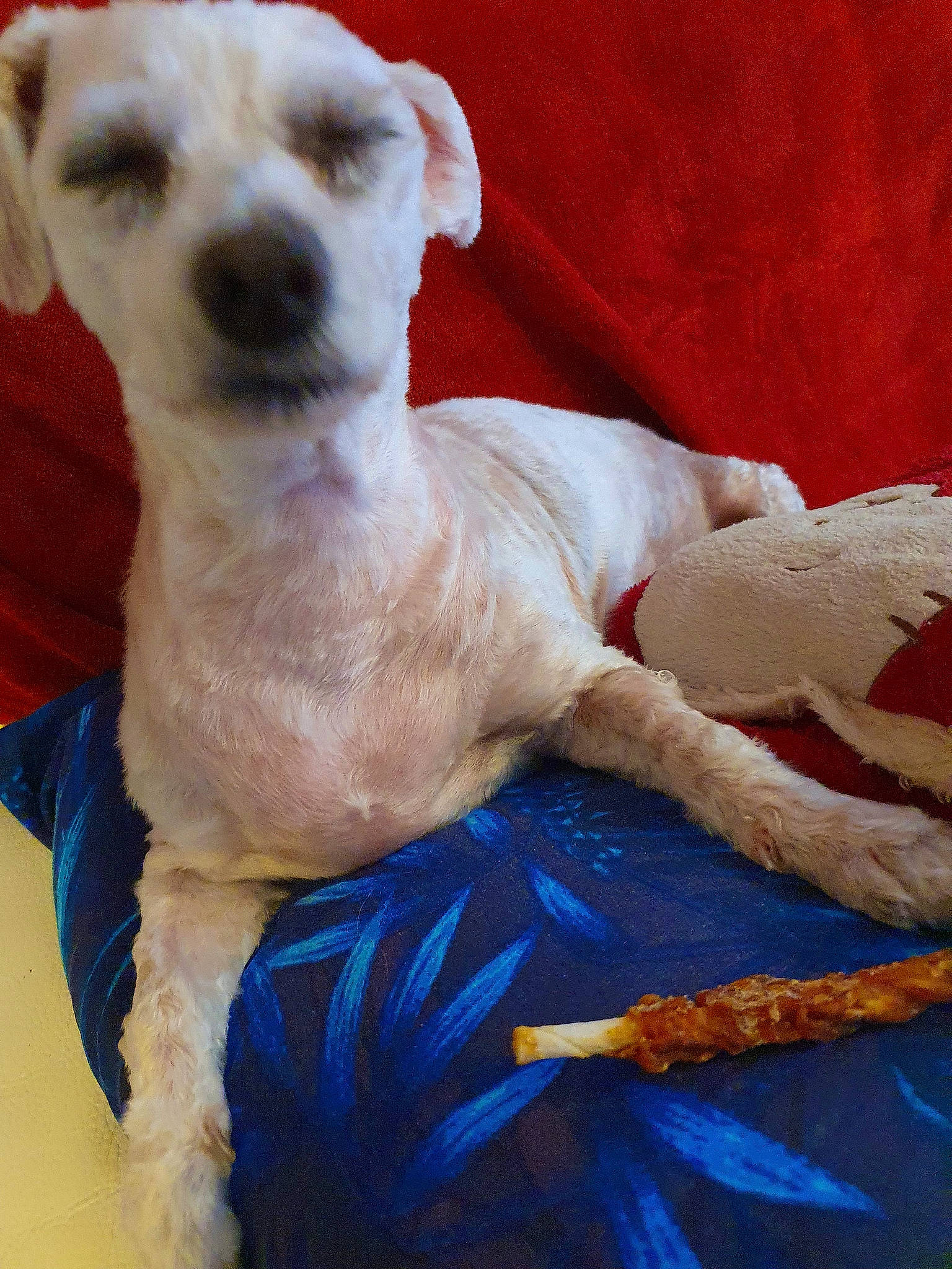 Calinne participe au concours pour gagner de l'argent avec cette photo : art, canidae, carnivore, comfort, companion_dog, dog, dog_breed, dog_supply, electric_blue, fawn, fur, linens, paw, sporting_group, tail, terrestrial_animal, toy_dog, whiskers, working_animal