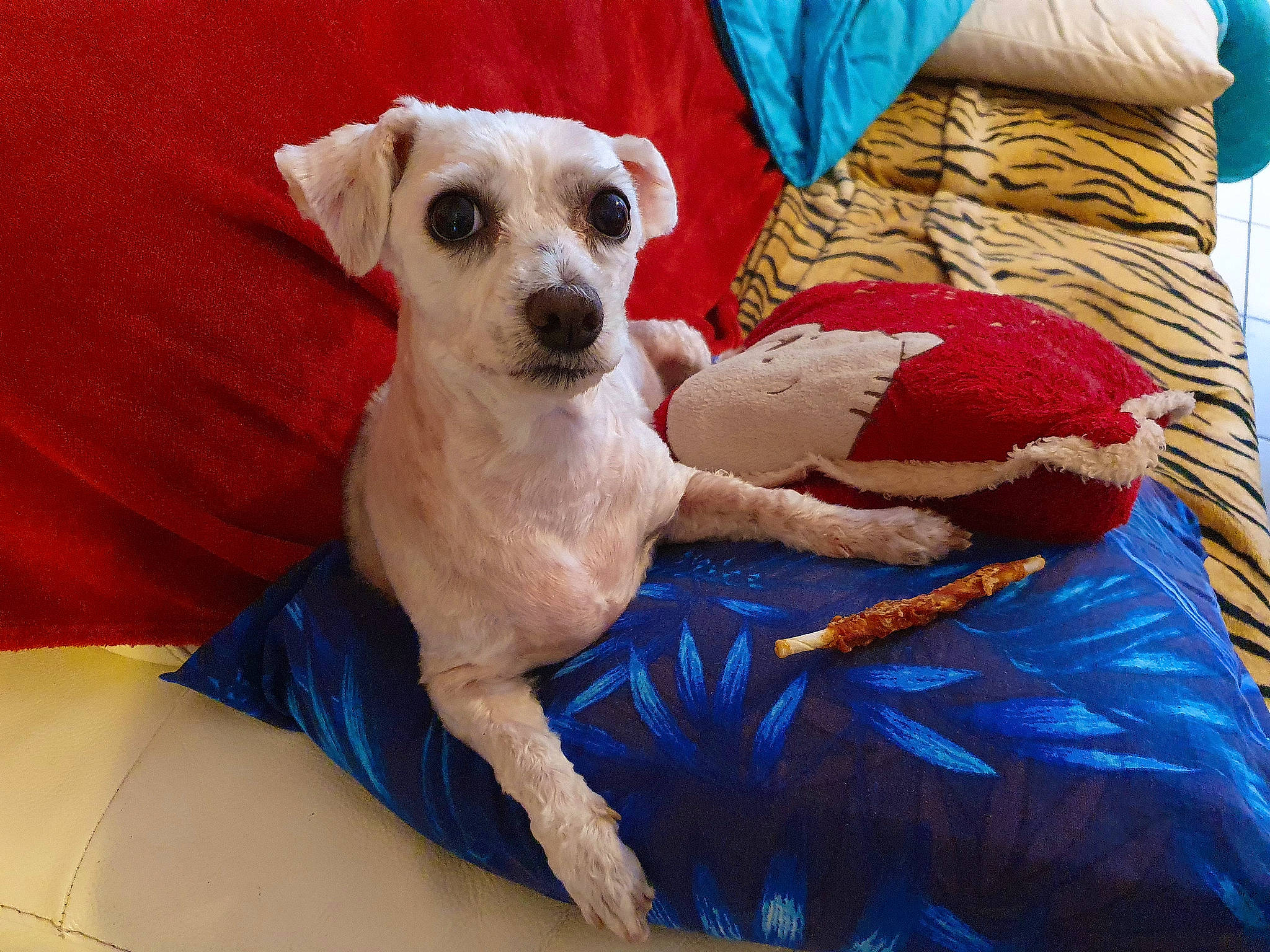 Calinne participe au concours pour gagner de l'argent avec cette photo : blue, canidae, carnivore, comfort, companion_dog, dog, dog_breed, dog_clothes, dog_supply, fawn, fur, linens, pet_supply, pillow, snout, sporting_group, throw_pillow, toy_dog, whiskers, working_animal