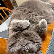 Scatter is registered to the contest to win money with this photo: animal, cat, close_up, curled_paws, cute, domestic_cat, fangs, feline, fur, gray_cat, indoor, kitchen, pet, playful, relaxed, table_mat, upside_down, whiskers, wooden_table, yellow_eyes